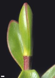 Veronica decumbens. Leaf bud with no sinus. Scale = 1 mm.
 Image: W.M. Malcolm © Te Papa CC-BY-NC 3.0 NZ